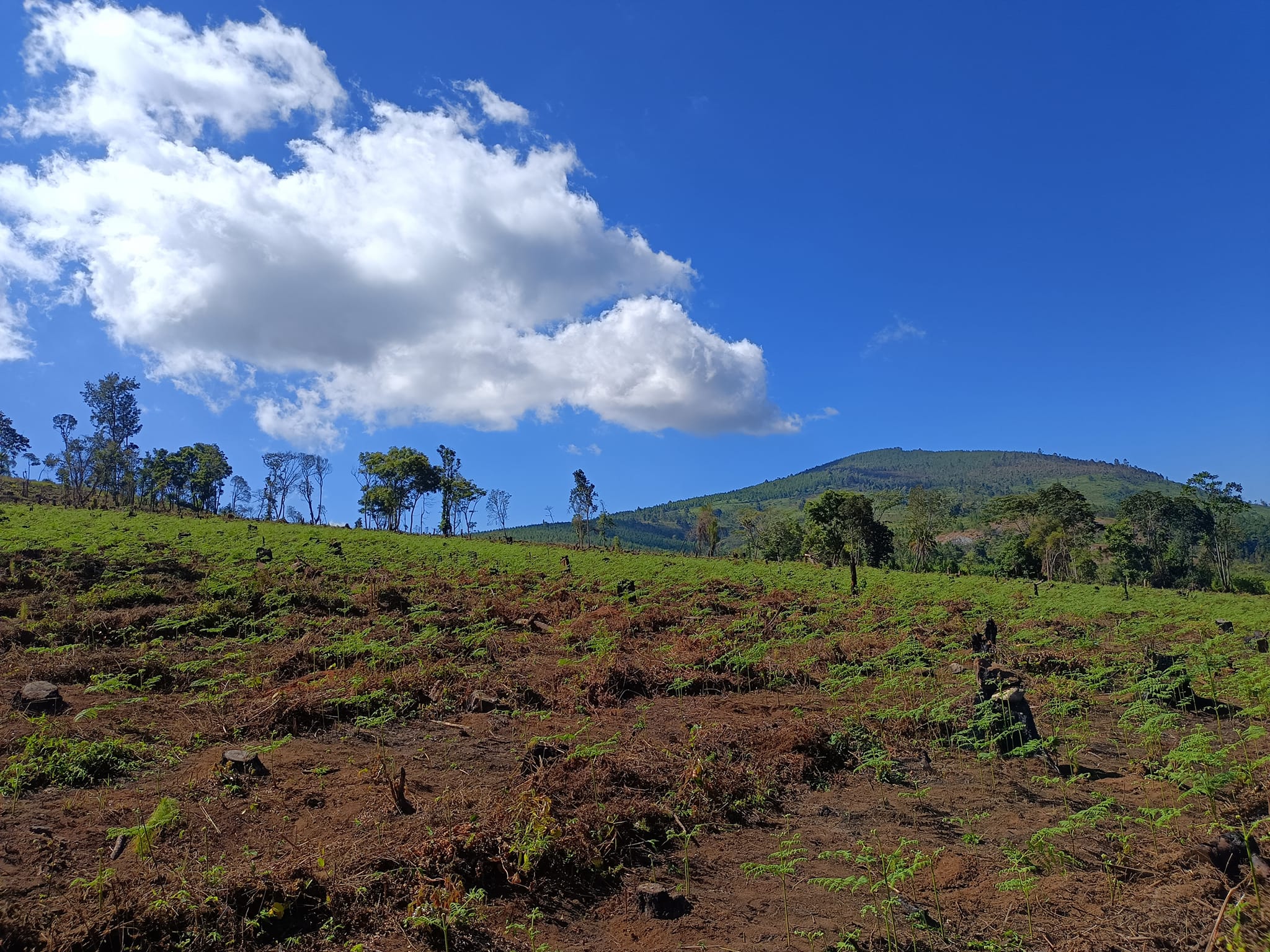 DoF, MWASIP Tours Zomba Plantation